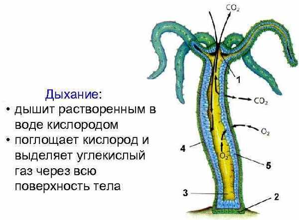 Кракен сайт с наркотиками