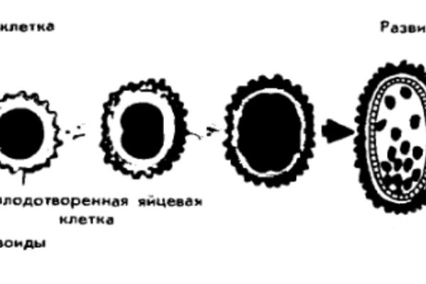Kra40.at