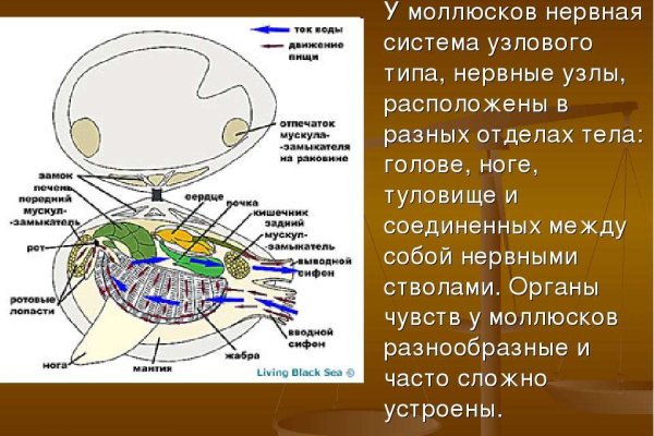 Ссылки сайтов даркнета